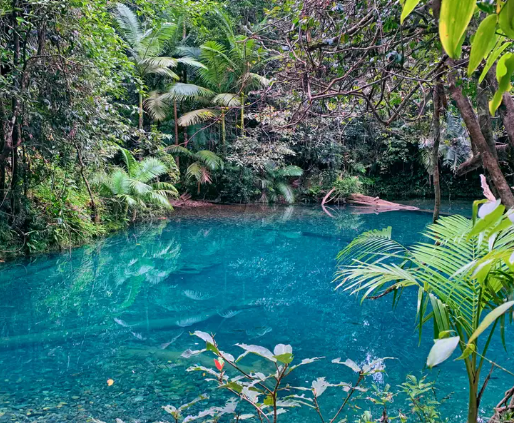 Hutan Australia yang Penuh Pesona dan Kehijauan