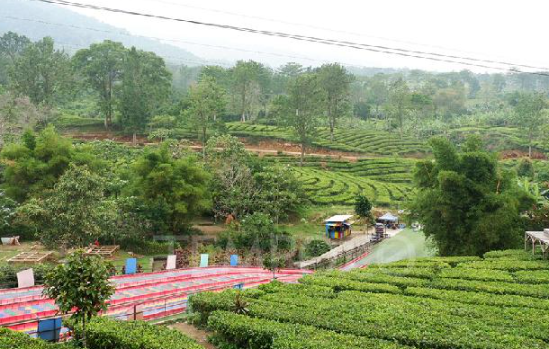 Tips Liburan Nyaman dan Hemat ke Wisata Puncak Bogor