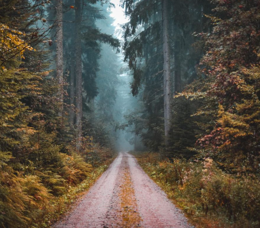 Keunikan Hutan Hitam (Black Forest) Jerman
